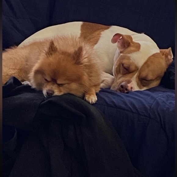 Posh Ambassador The Paula Dean Of Posh! Jennifer 🐶 - Picture 7 of 8